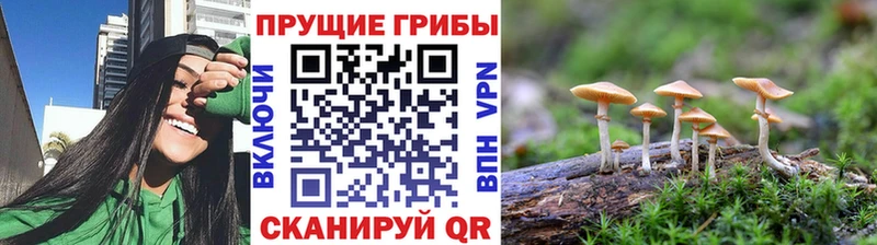 OMG как войти  Ленинск-Кузнецкий  Псилоцибиновые грибы Magic Shrooms  что такое  