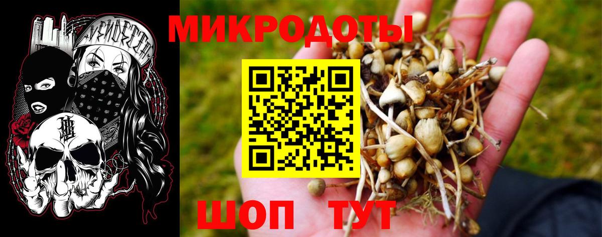 Галлюциногенные грибы Psilocybe Ленинск-Кузнецкий